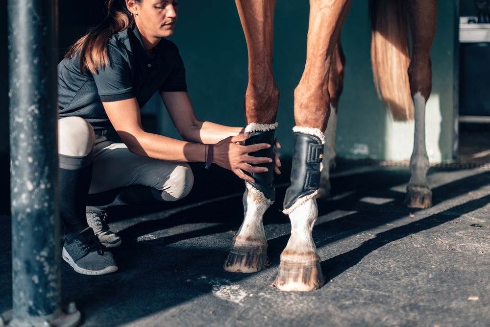 Hind Leg Lameness in Horses: Diagnosis, Nerve Blocks and Safe Sedation