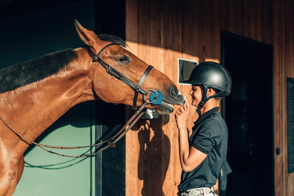 Bute Side Effects in Horses: Warning Signs, Right Dorsal Colitis and Safe Use