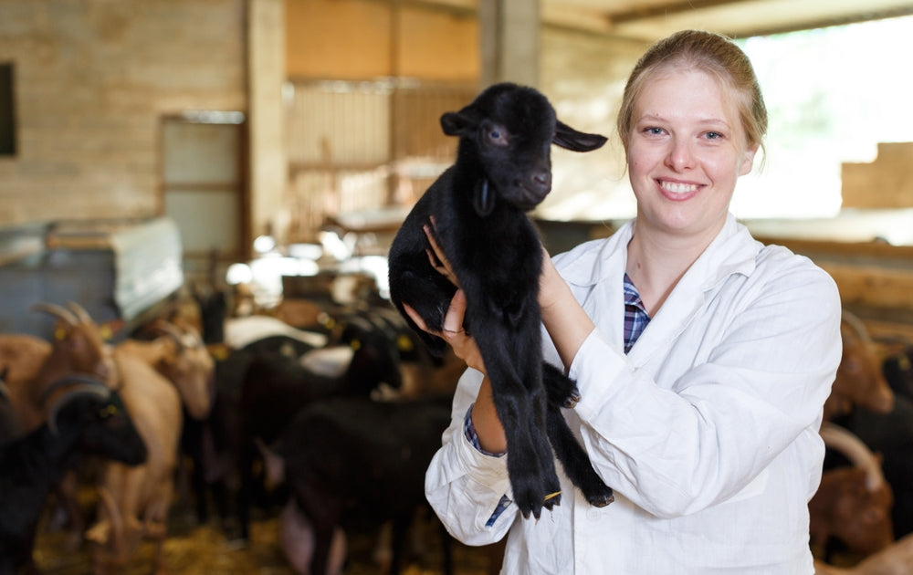 Selective Deworming in Sheep and Goats: FAMACHA, Refugia and Resistance