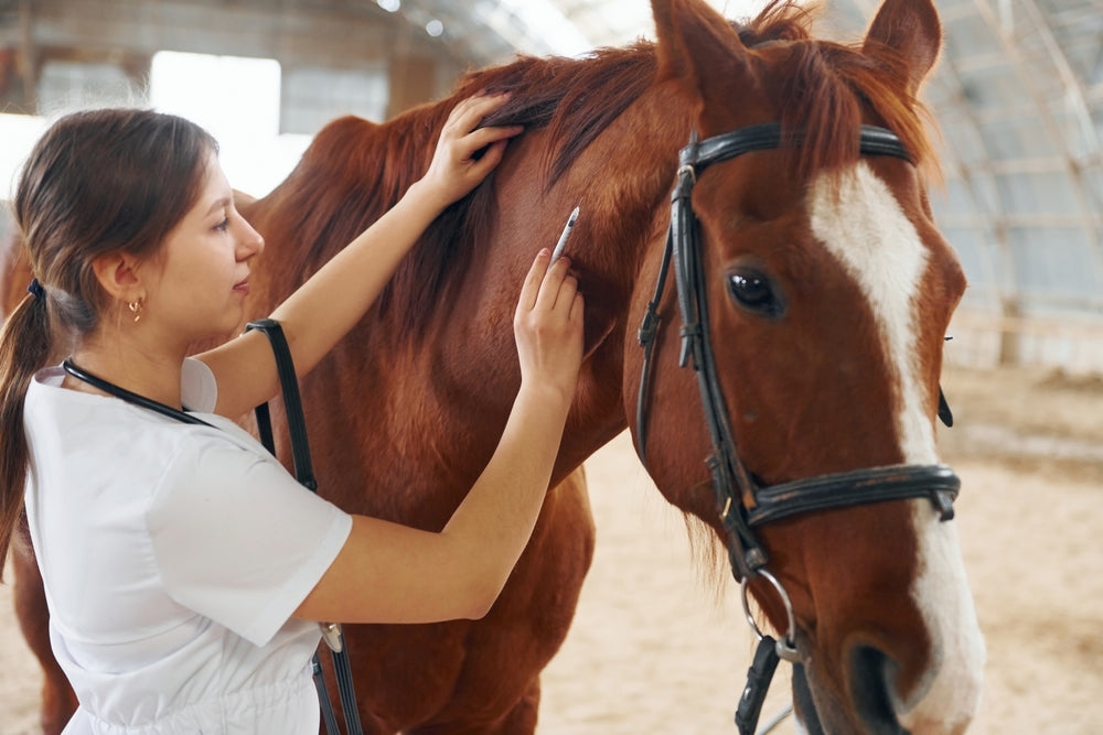 Mosquito-Borne Disease Vaccines for Horses