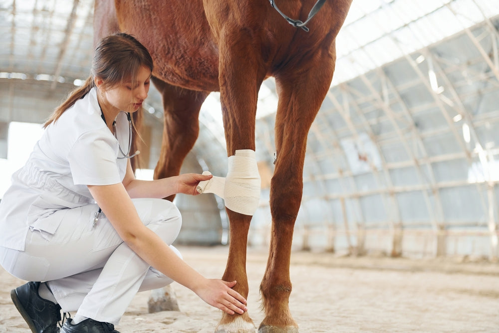Suspensory Ligament Injury in Horses: Treatment, Recovery and Return to Work