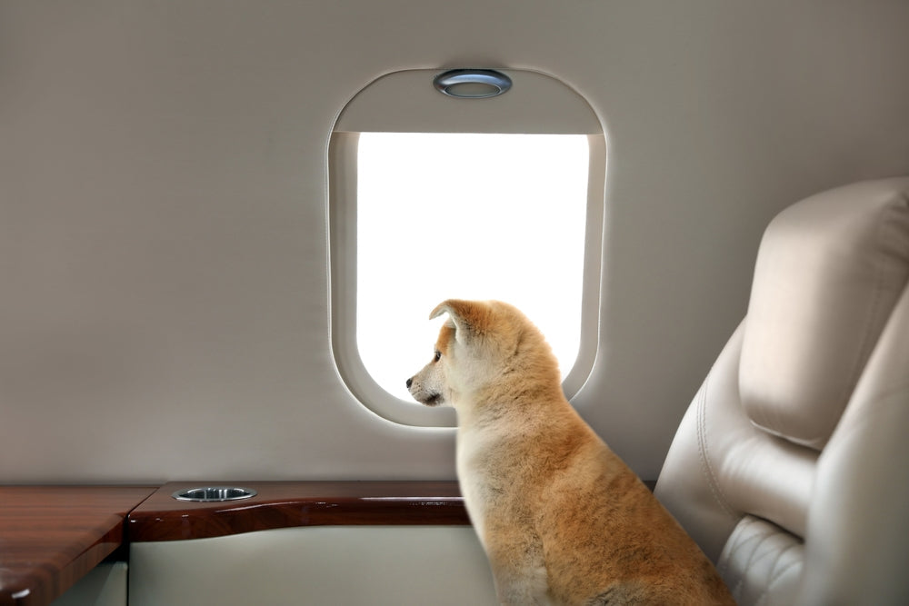 Flying With Pets