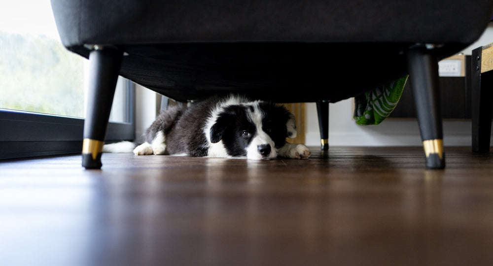 Fluoxetine (Reconcile®, Prozac®) for Pets