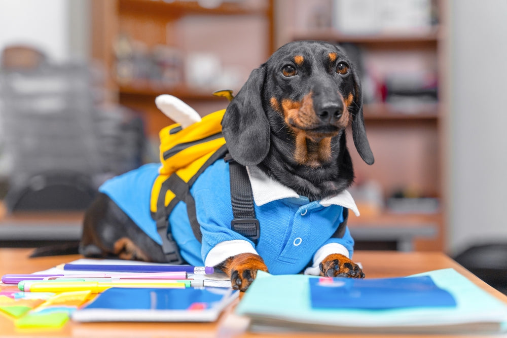 Back-to-School Bagged Lunch Ideas for Your Dog 🐶🎒✨