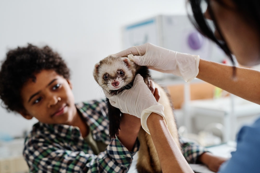 GI Disease in Ferrets: Vet Guide to Diarrhea, Diet & Dental Links in 2025 🐾💩