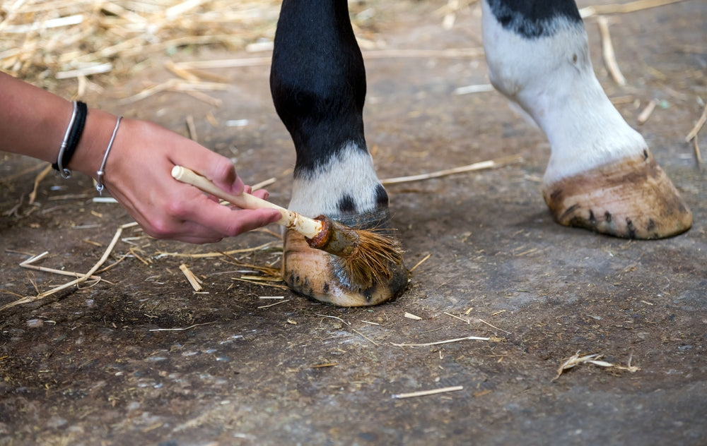 Hoof Wall Lacerations in Horses: Treatment, Emergency Signs, and Recovery