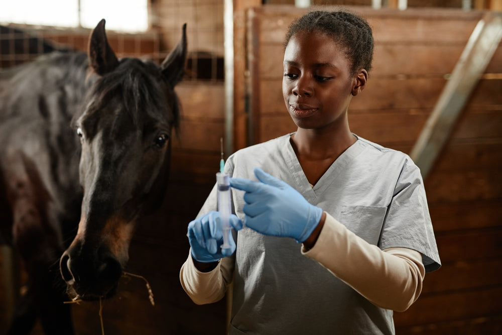 How to Care for an Older Horse