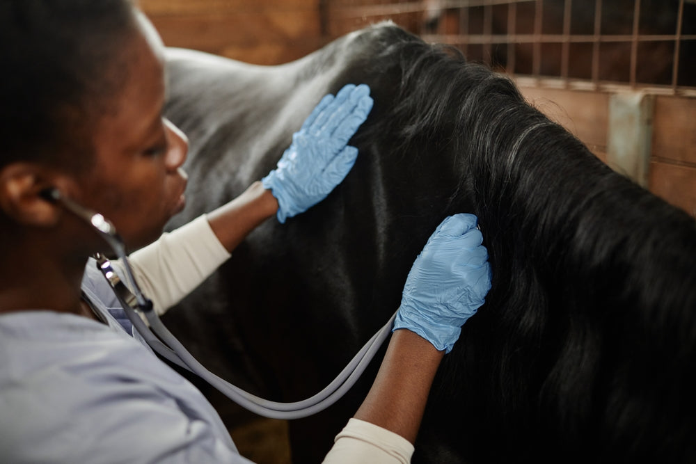 Platelet-Rich Fibrin for Horse Wounds: Does PRF Speed Healing and Reduce Proud Flesh?