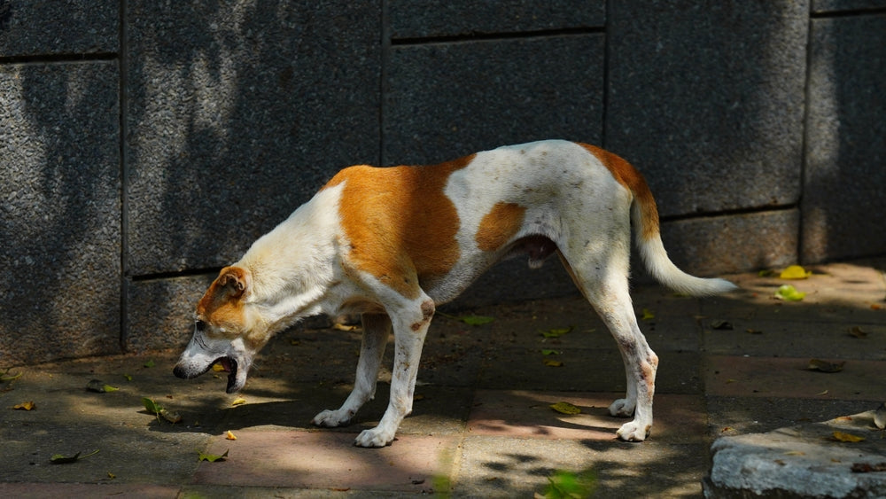 Dog Vomiting Yellow Bile: Causes and What to Do