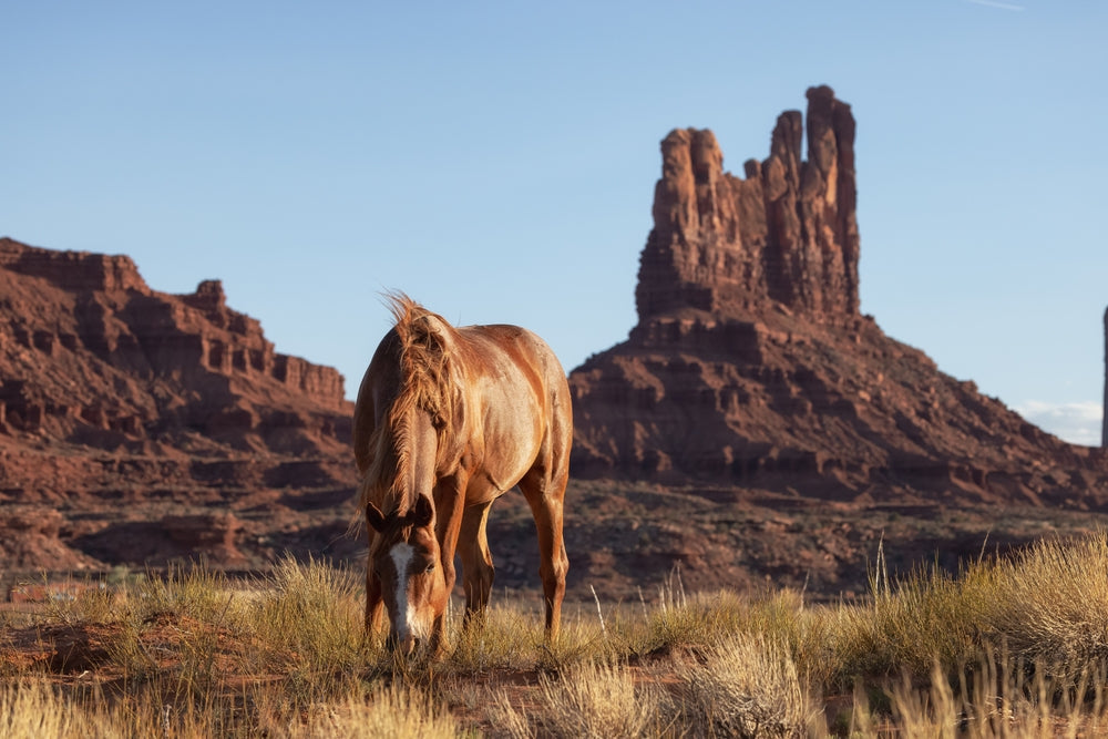 Caring for Horses in Extreme Heat