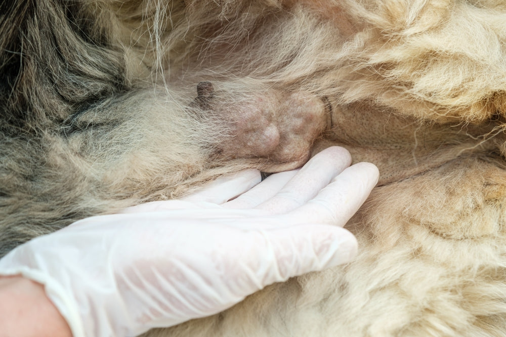 Skin Biopsies in Dogs and Cats: What Pet Owners Need to Know