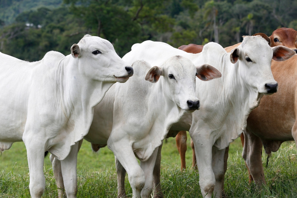 Bovine Summer Pneumonia in Calves