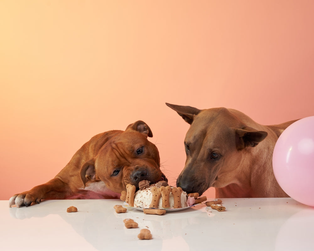 Berries & Cream Cake for Your Dog: A Safe and Healthy Celebration Treat 🎂🐶🍓