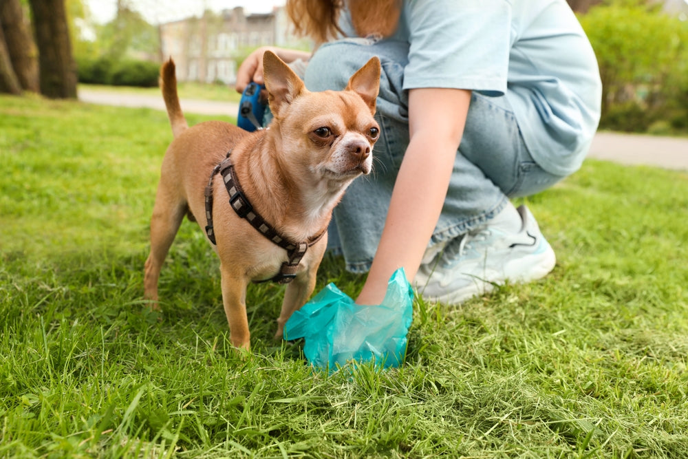 Are Dog Poo Bags Biodegradable? Vet Advice on What Actually Happens