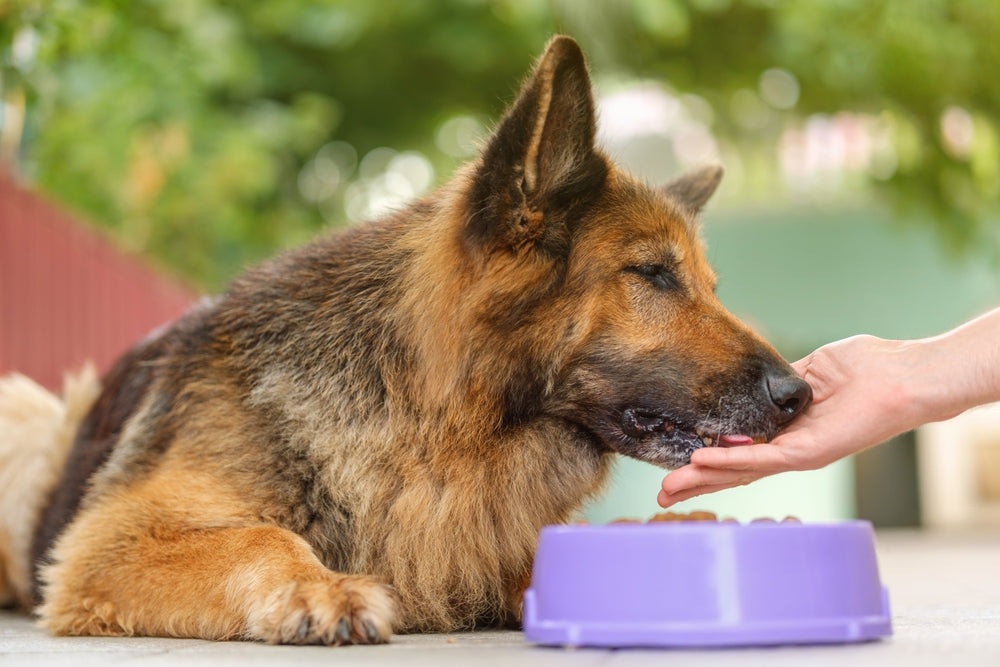 What Supplements Should I Add to My Dog’s Diet?