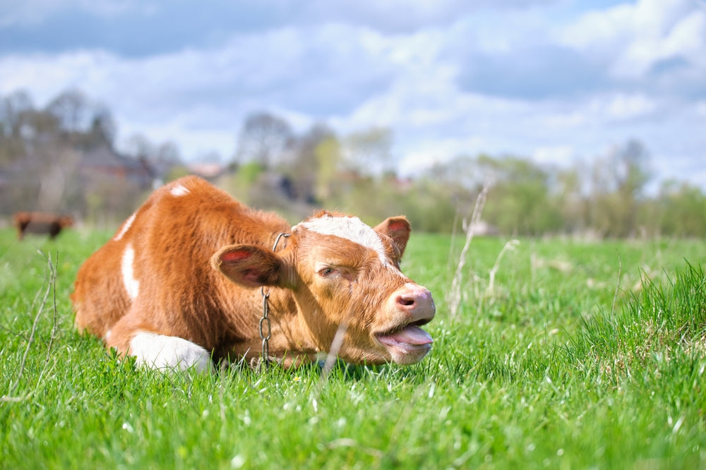 Bovine Summer Pneumonia in Calves