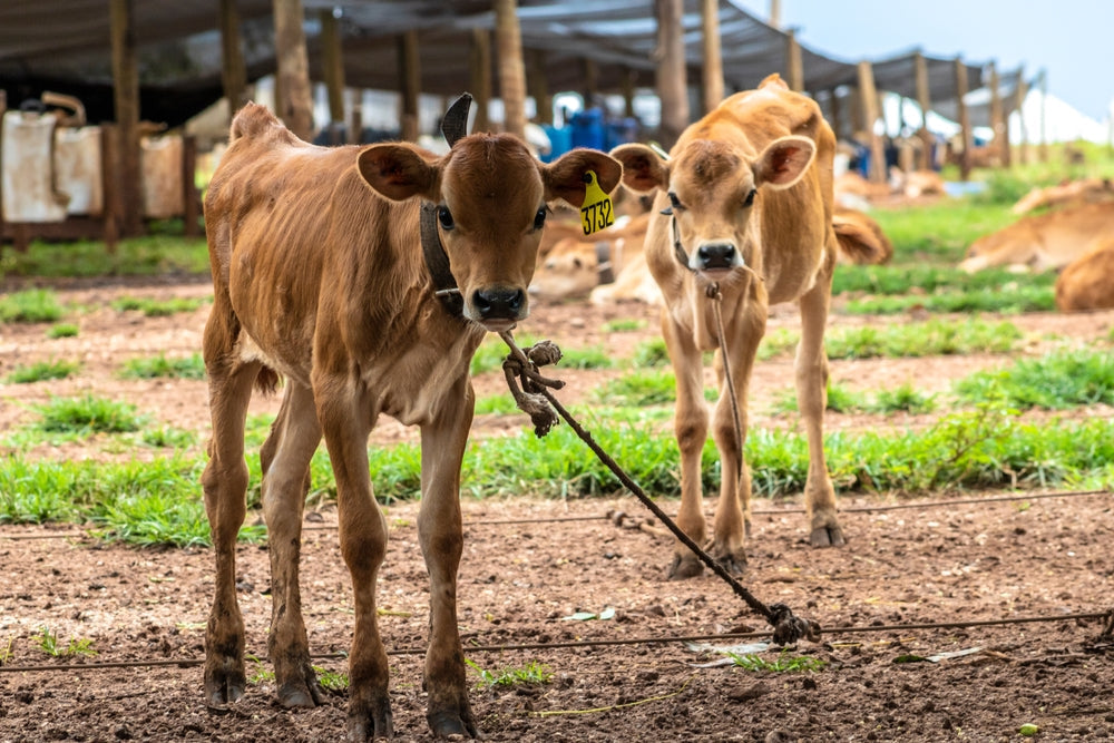 How to Wean Calves Properly
