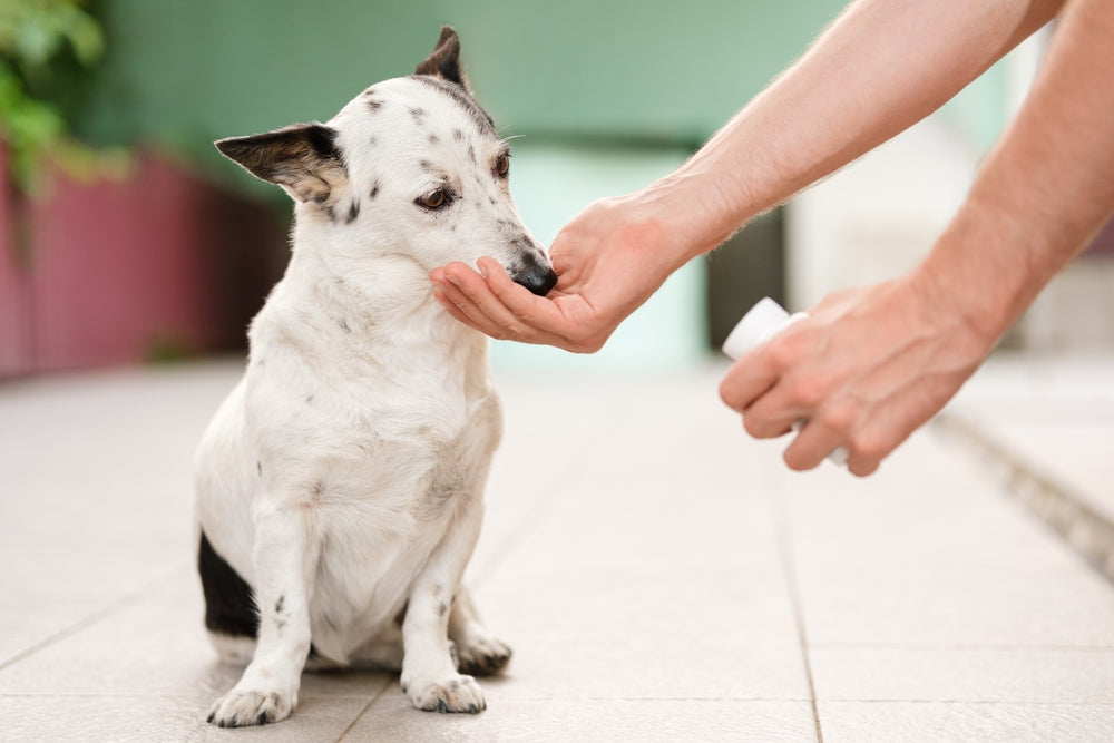 Vet-Approved Guide: The Pet Parent’s Guide to Hip & Joint Supplements for Dogs and Cats 🦴🐶🐱