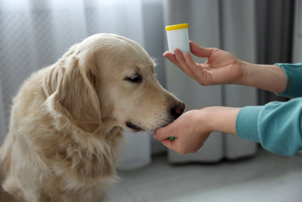 Trazodone Use in Dogs and Cats