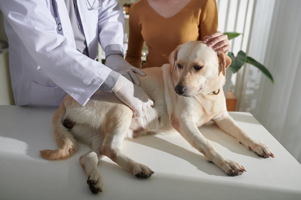 Vet-Approved Guide: 15 of the Best Ways to Maintain Your Pet’s Gut Health 🦠🐾