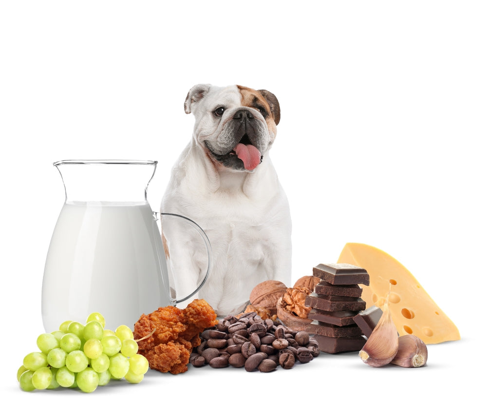 Toxic People Foods Pets Should Avoid