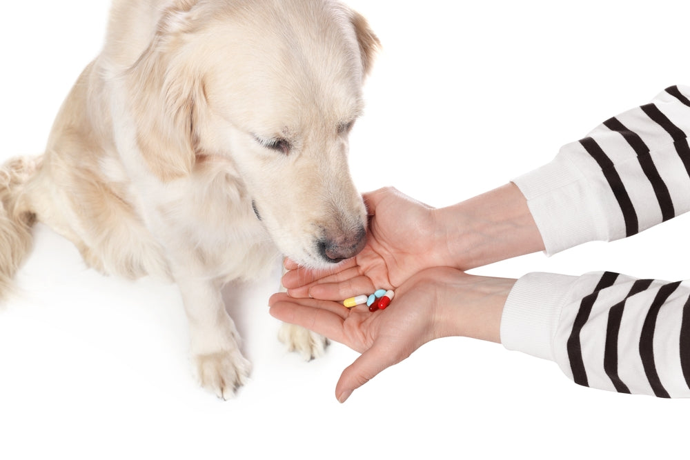 Dexamethasone for Dogs and Cats