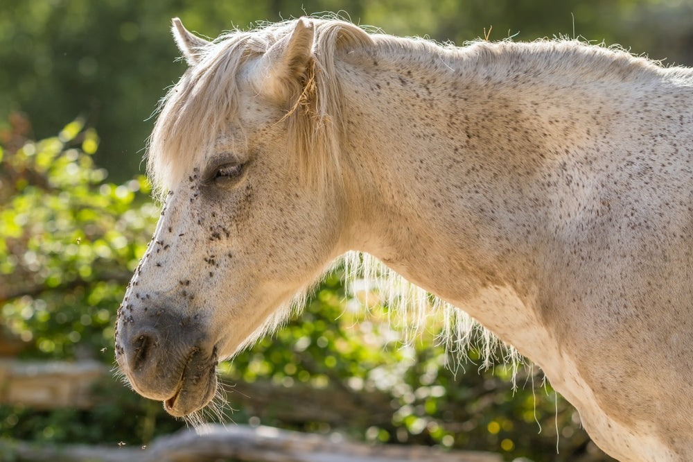 Do Natural Dewormers Work in Horses?