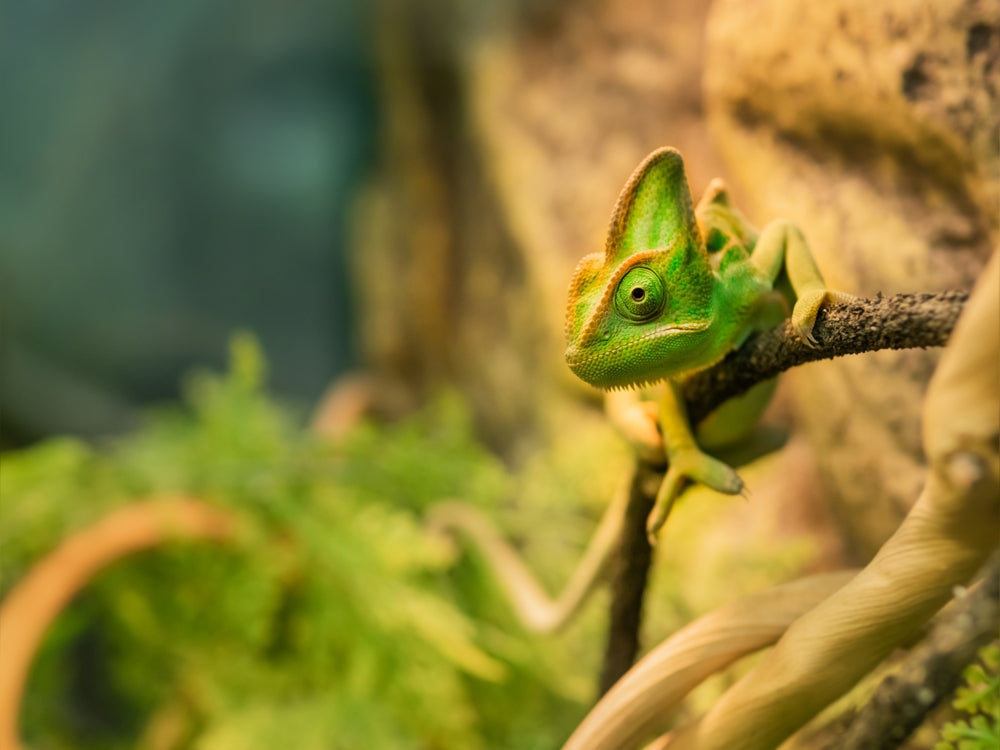 Bacterial Dermatitis in Reptiles