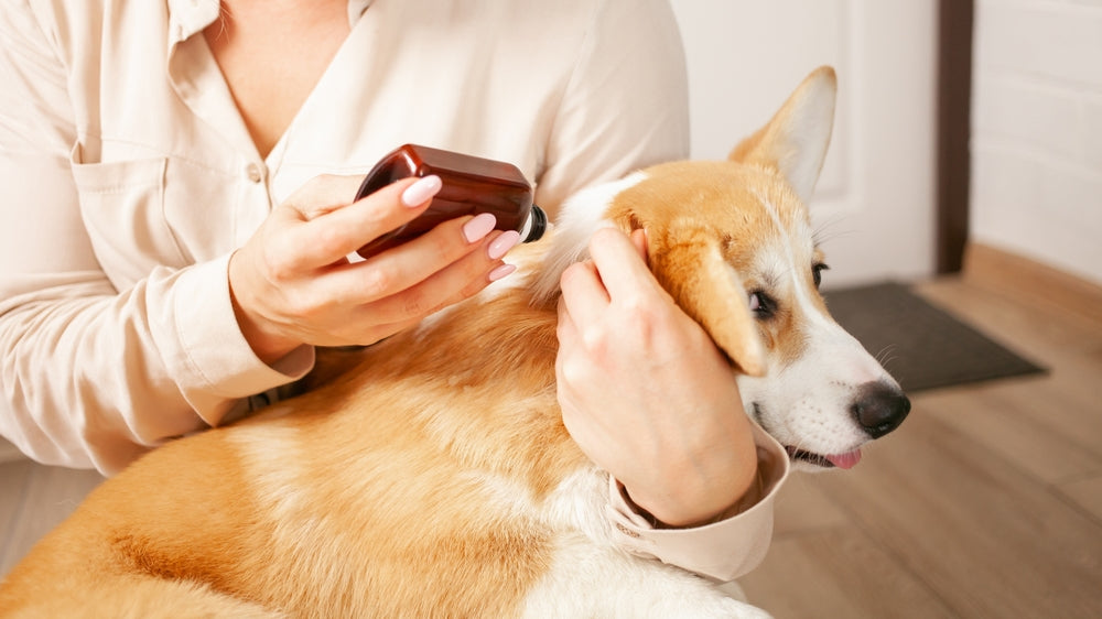 Selamectin for Dogs and Cats
