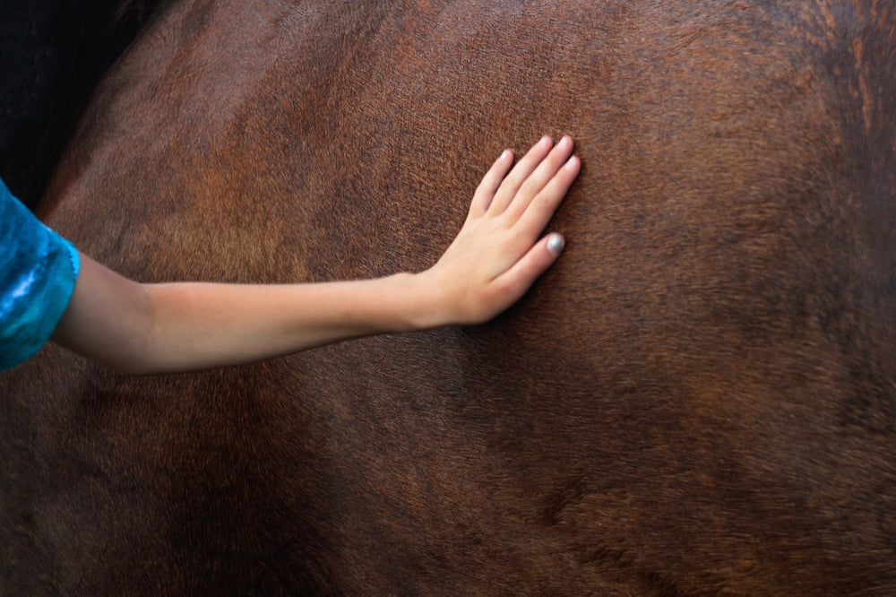 Why Does My Horse Have Scabs, Hair Loss or Itchy Skin?