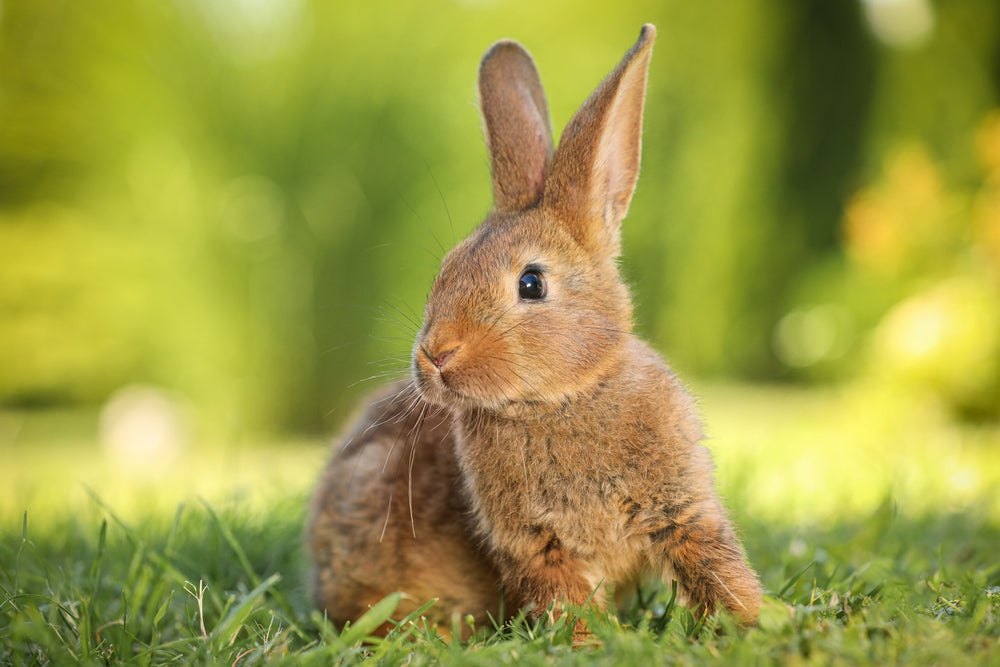 Rabbit Head Tilt: Causes, Treatment and When It Is an Emergency