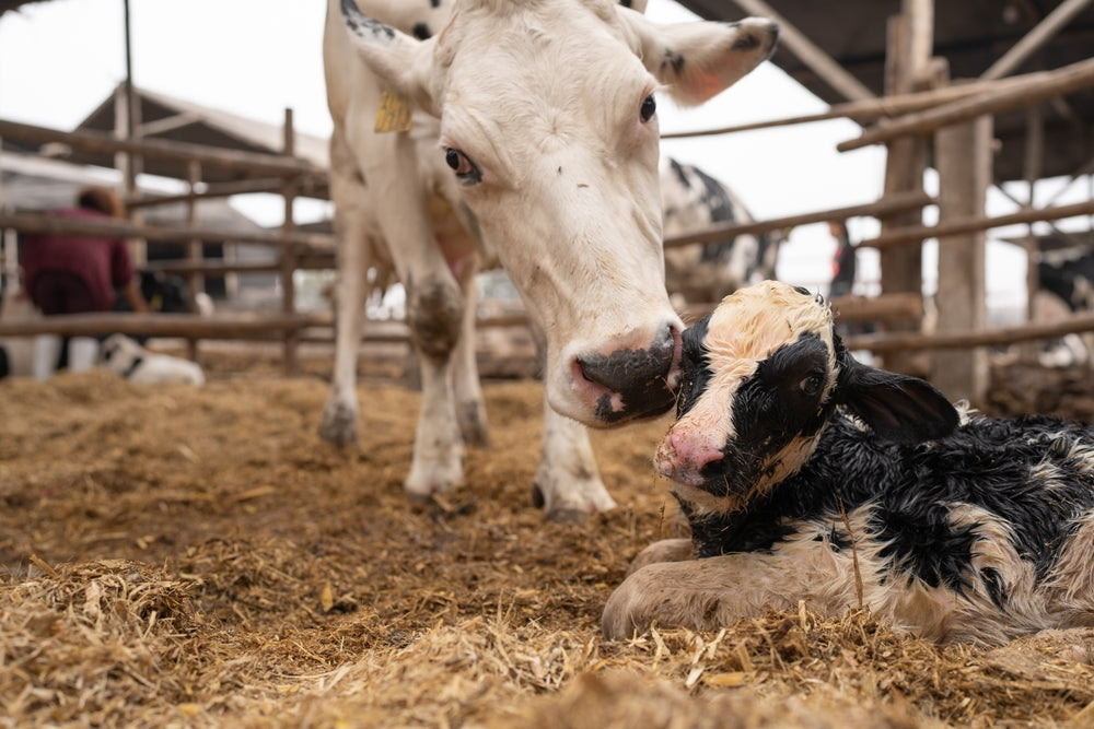 How to Save a Weak Newborn Calf