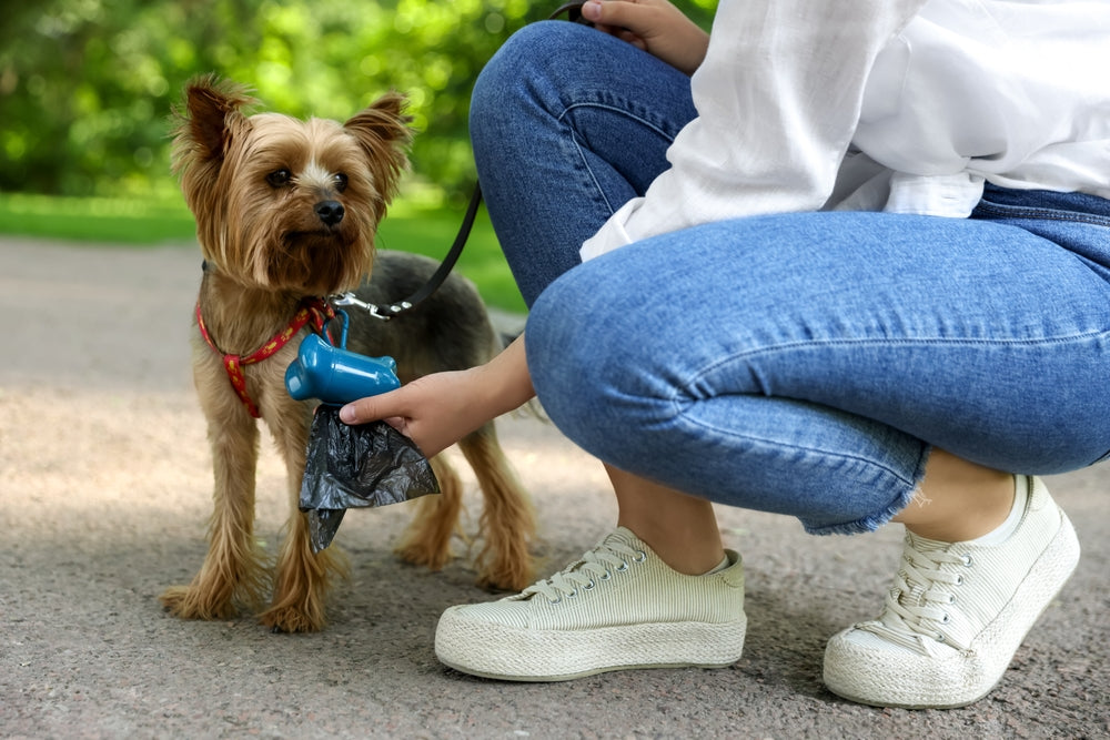 How to Compost Dog Poo Safely: A Vet Guide to Sustainable Pet Waste