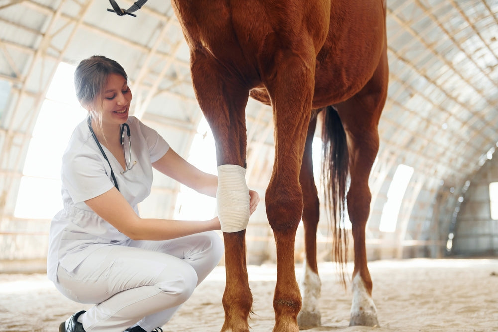 Best Wound Care Products for Horses: What To Use and What To Avoid