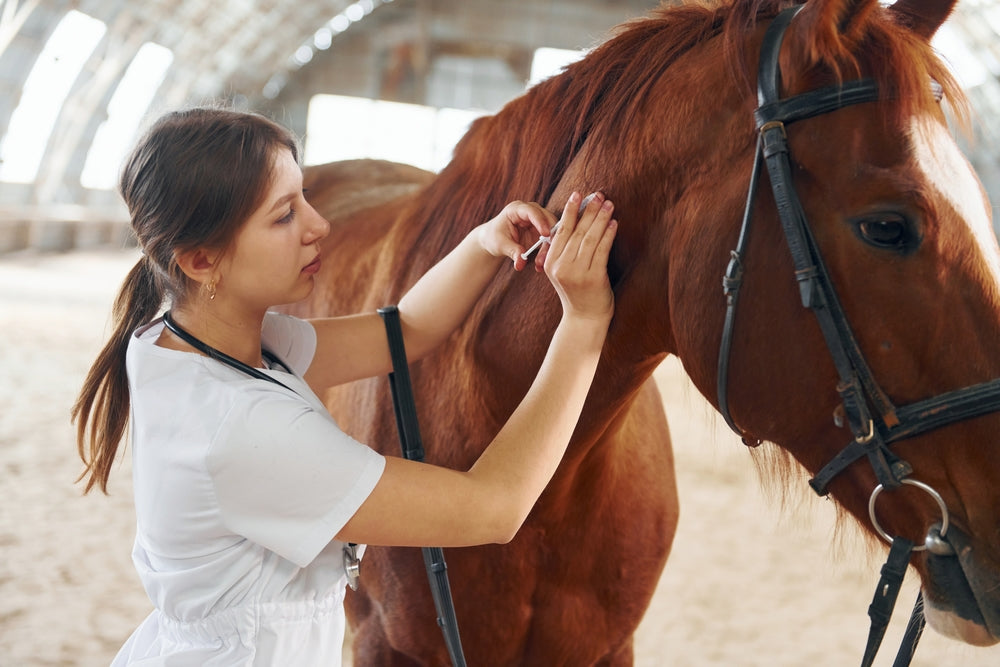 Medical Devices vs Drugs in Horses: What Horse Owners Should Know