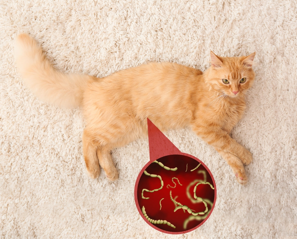 Praziquantel for Tapeworms in Cats and Dogs