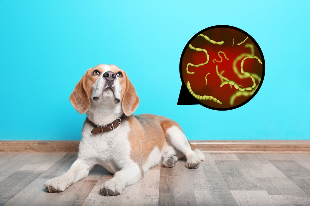 Fenbendazole (Panacur®) for Pets