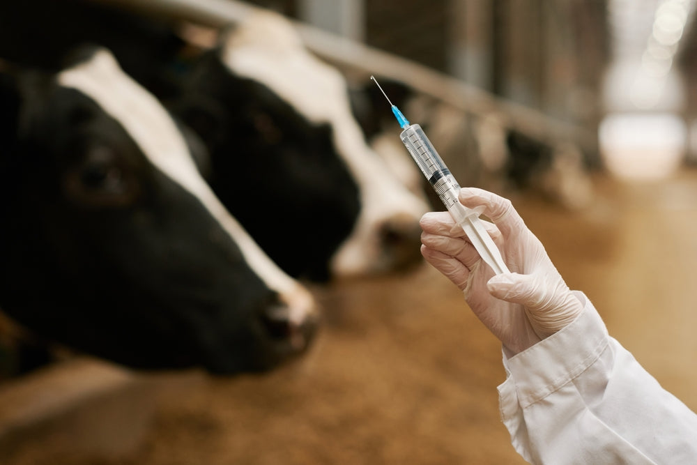How Should Cattle Vaccines Be Stored and Handled?