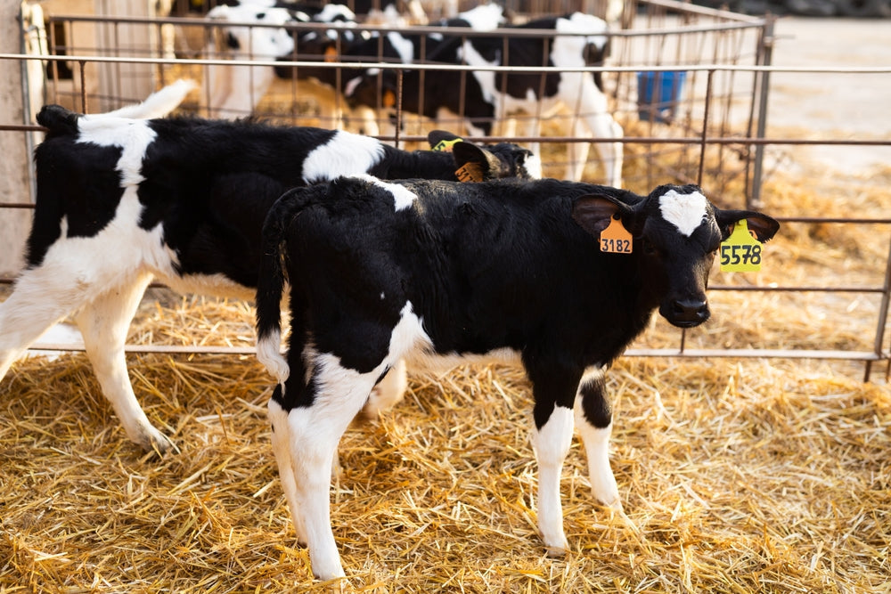 When Can Dairy Calves Be Weaned From Milk?