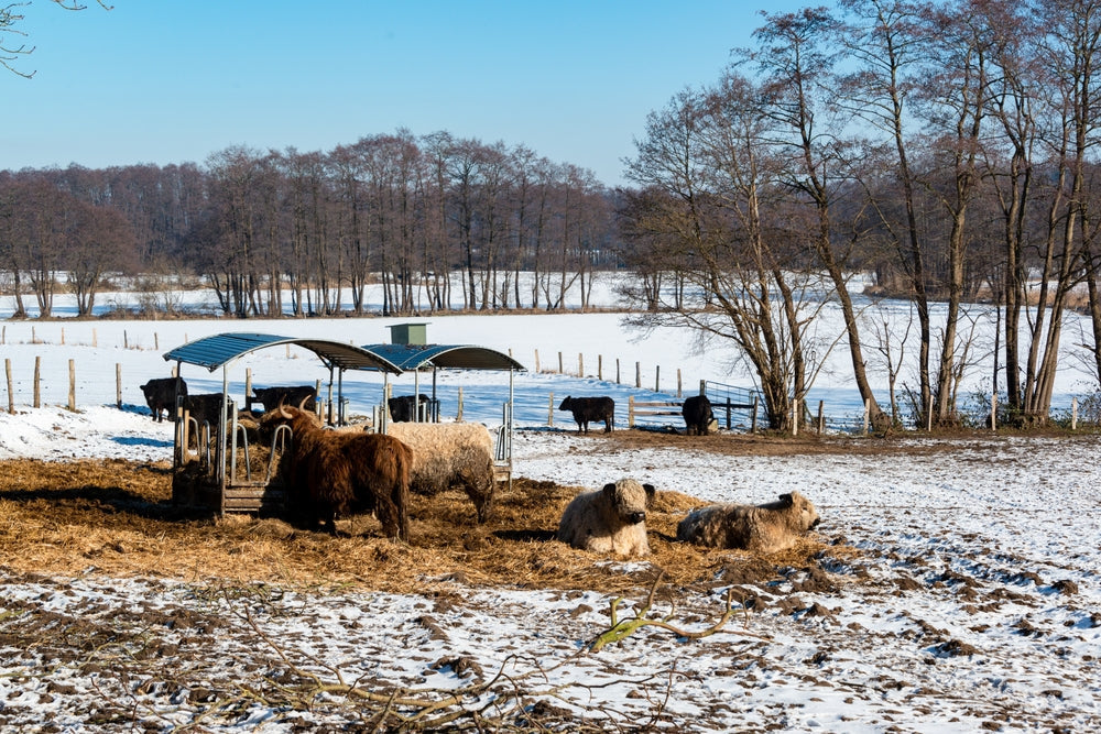 Can Cattle Graze Frosted Sorghum Safely? Prussic Acid Risk After Frost