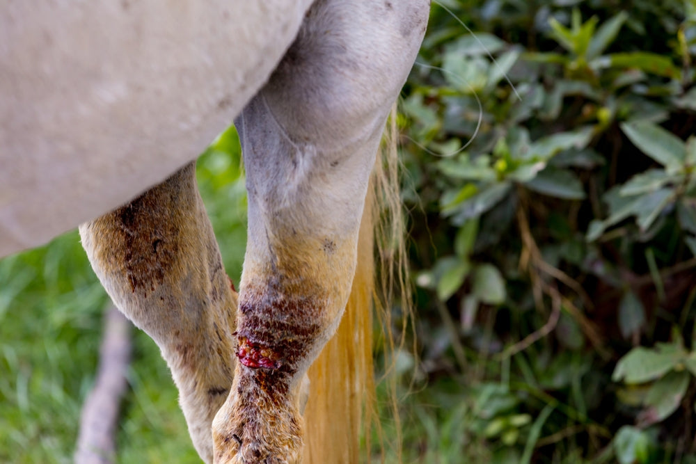 Axillary Wounds in Horses