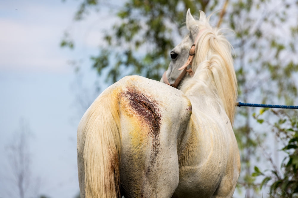 Axillary Wounds in Horses: Why Armpit Injuries Can Be Dangerous
