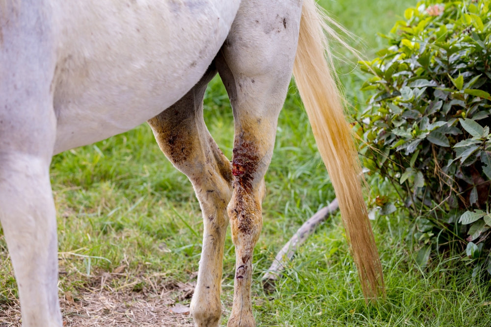 Does Carbon Dioxide Therapy Help Horse Wounds Heal?