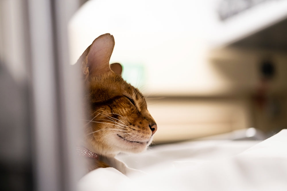 Capromorelin for Dogs and Cats