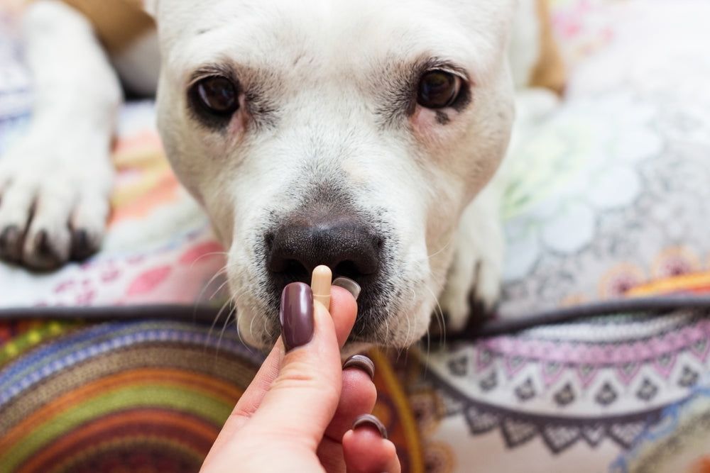 Cefpodoxime for Dogs