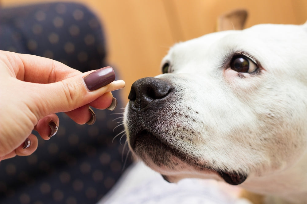 Cephalexin for Dogs