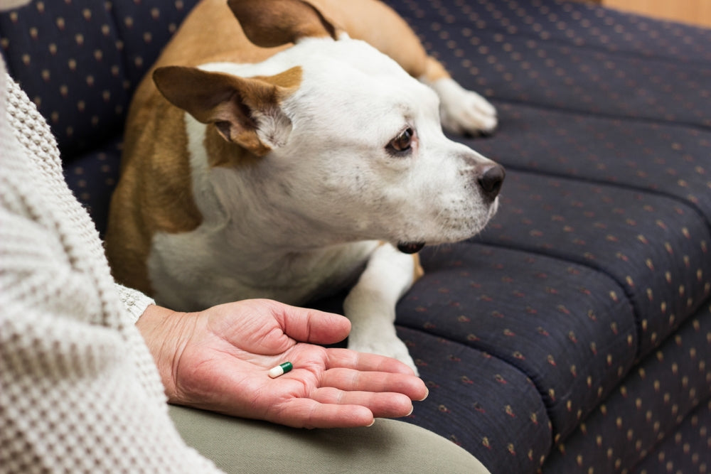Amitriptyline for Dogs and Cats