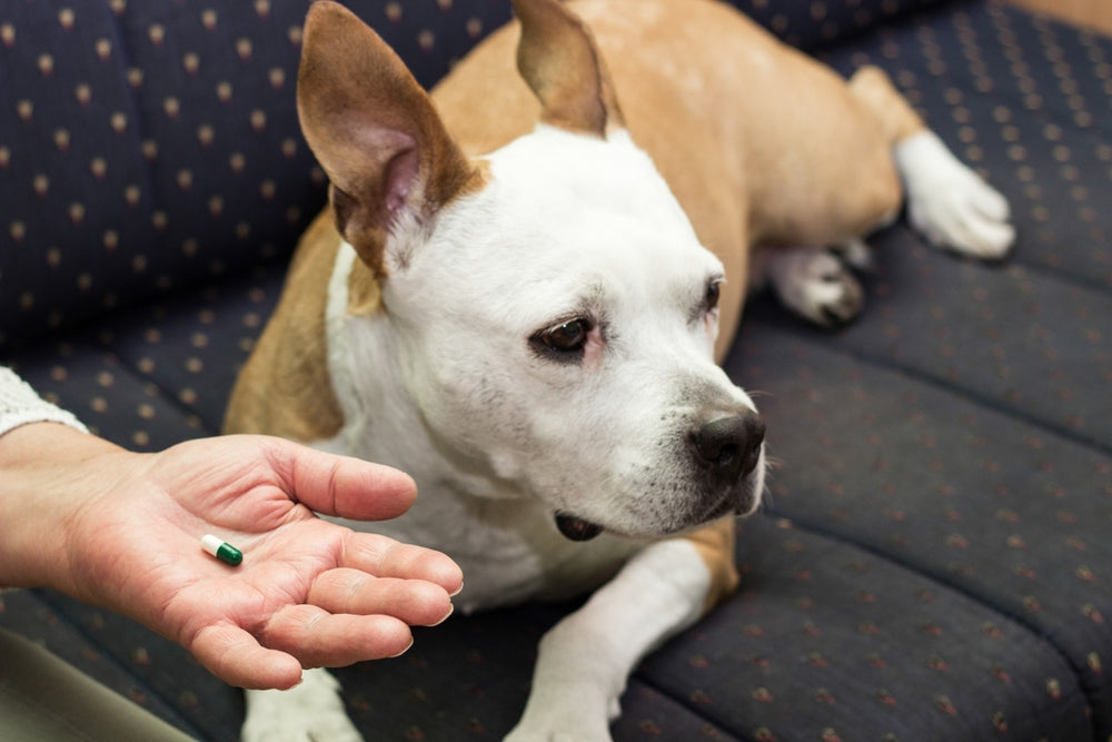Compounded Medications for Pets: Pros, Risks, and When Vets Use Them