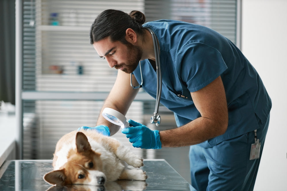 Sulfasalazine (Azulfidine) for Dogs and Cats