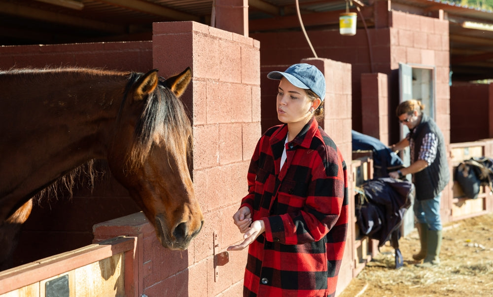 How Much Concentrate Should You Feed a Horse Per Meal?